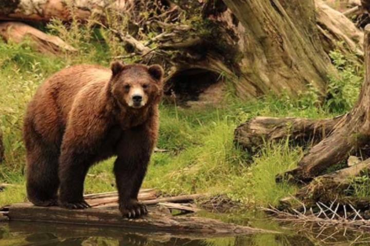 Fortress of Bears